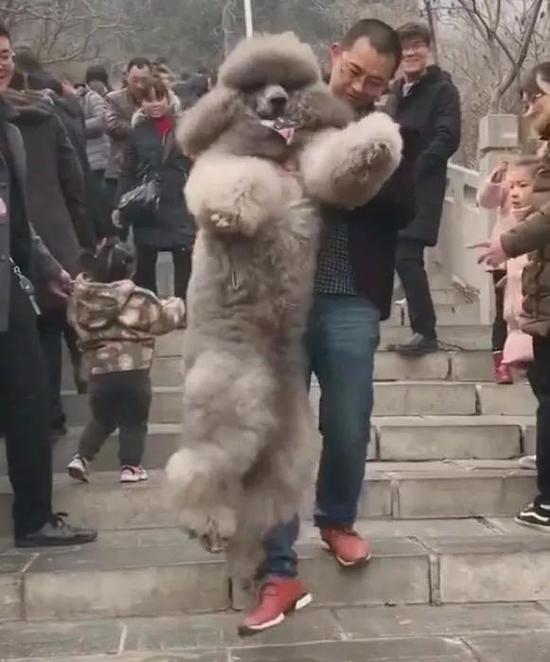 感覺狗主人一副生無可戀的模樣。
