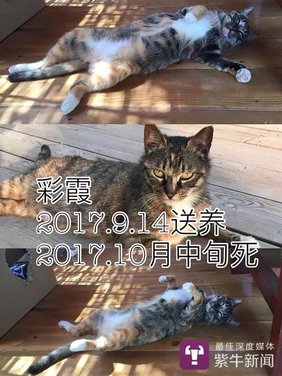 扬子晚报:男子相继收养9只猫 半年时间却相继摔死失踪