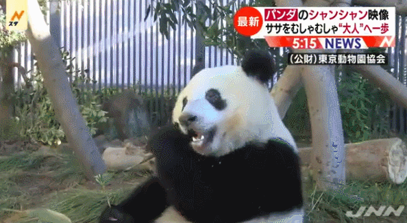 1546948423337446.gif 旅日大熊猫“香香”(日本TBS电视台截图)