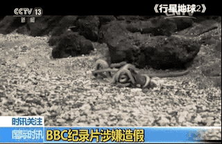 但据英国媒体报道,这一幕是合成的。