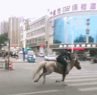 男子模仿网红视频在机动车道骑马飞奔 被当街摔晕