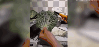 英网友称买到可疑蔬菜 女子火烧卷心菜:闻像塑料