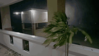 狂风中摇晃的树