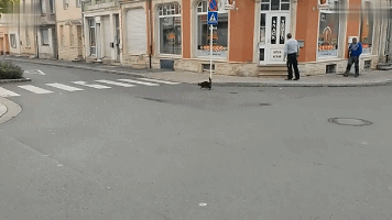 1541666699525138.gif