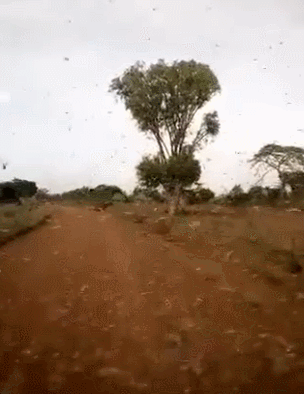 �ڸɴ����ǵصĻȳ�ϯ���˵���ֲ���������� ͼԴ���罻ý��