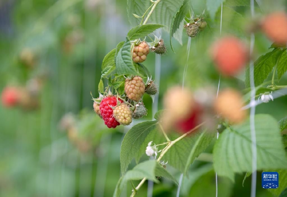 种植红树莓