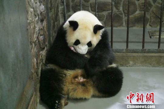 大熊猫“科琳”和宝宝在一起。　钟欣 摄