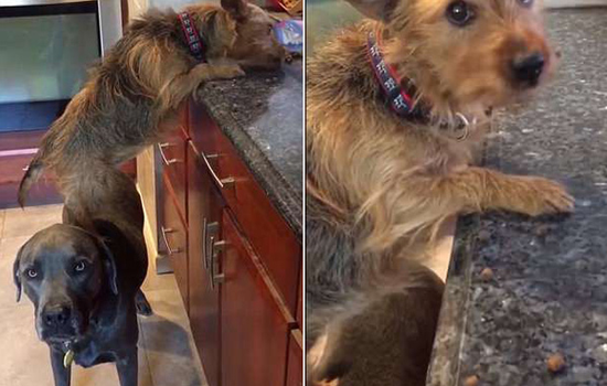 视频：淘气！美国两网红狗狗合伙偷吃厨房零食