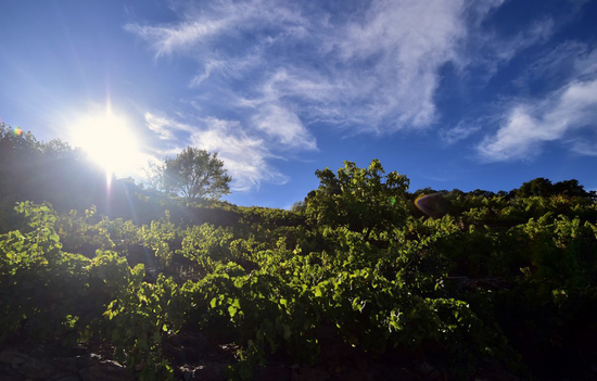 法国高温炙烤南部葡萄园 今年恐将减产
