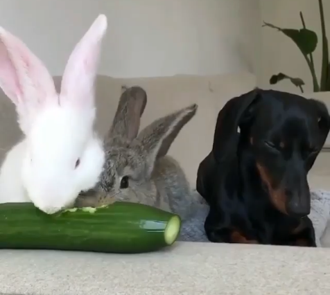 两只小兔子抢食一根黄瓜 狗狗蹲坐一旁一脸嫌弃