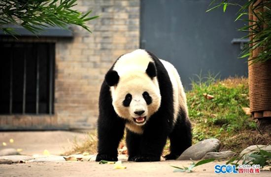 大熊猫“暖暖” 四川在线 资料图