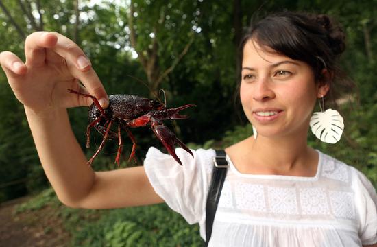 2017年8月24日，德国柏林，蒂尔加滕公园出没的入侵物种克氏原螯虾（俗称“小龙虾”）。图/视觉中国