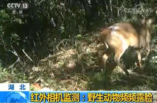 澳门网上贵宾会登录网址,宝马5系PHEV成黑马,北汽EU夺冠,7月新能源销量前十出炉