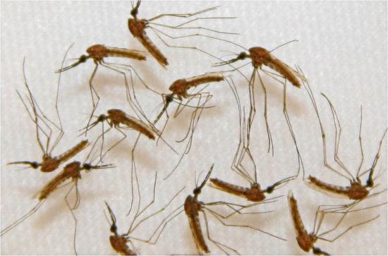 资料图片:这张美国萨纳里亚制药公司提供的未标明日期的图片显示的是,在实验室中拍摄的携带疟原虫的受感染蚊子。 新华社