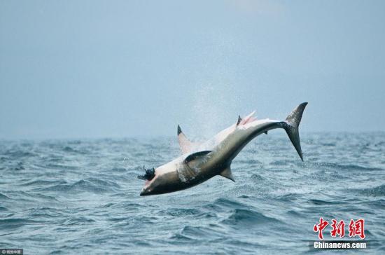 资料图：大白鲨跃出水面捕食。图片来源：视觉中国