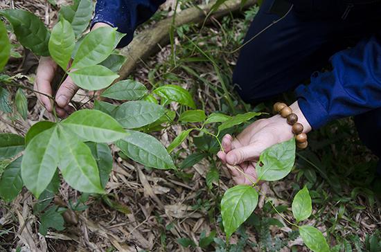 研究者从断肠草等中药获抗菌生物碱 可媲美抗生素