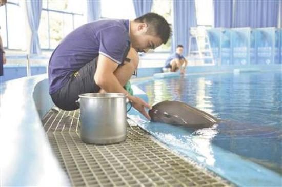 中科院水生生物研究所白鱀豚馆，江豚在接受定位训练。中国环境报 图
