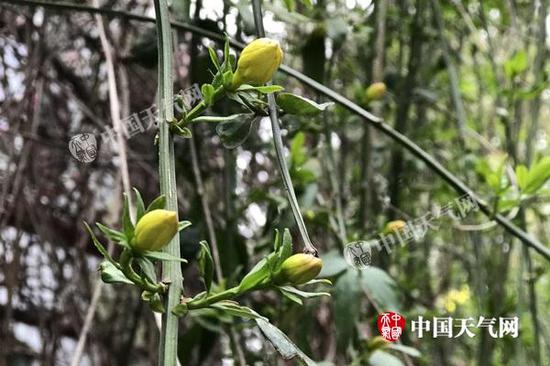 昨天湖北武汉转晴升温,迎春花含苞待放。(图/李雨谦)