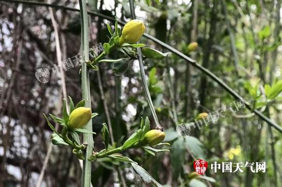 昨天湖北武汉转晴升温，迎春花含苞待放。（图/李雨谦）