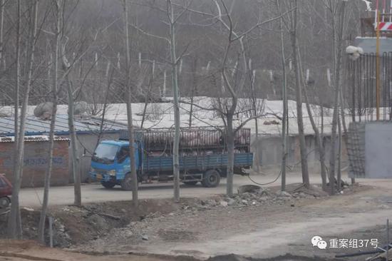 ▲3月20日，通州區北堤寺村南，一輛拉運豬的貨車駛進該養豬廠區。 ? ?新京報記者 王飛 攝