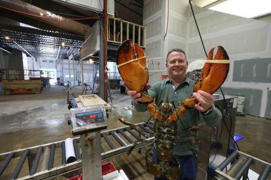 缅因海岸公司老板亚当斯向记者展示他手中的巨型龙虾（张墨成 摄）