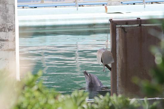视频：水族馆倒闭 遗弃海豚孤独生活8个月