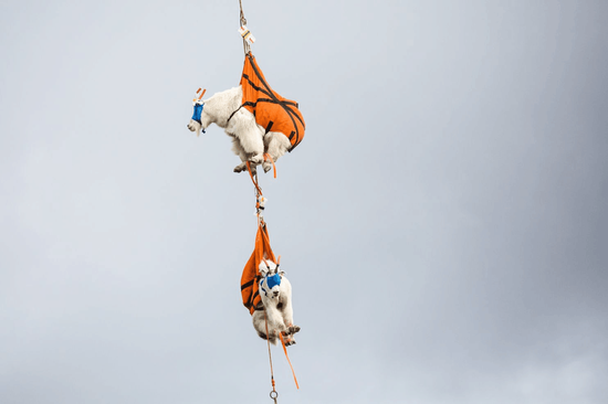 直升机运输山羊（图片来源：《华盛顿邮报》）