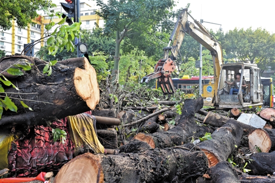 “山竹”让广州两天倒树七千棵 专家建议改种小树
