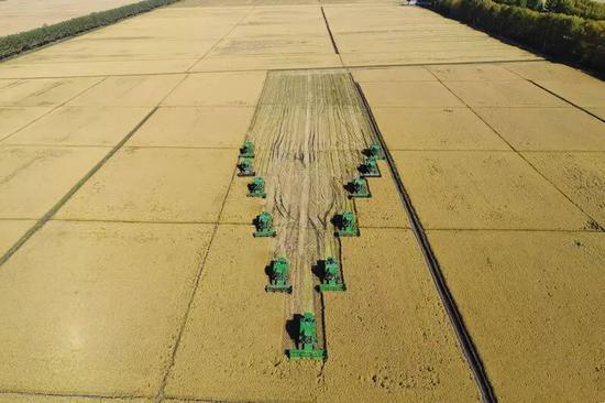 △9月23日中国农民丰收节当天，央视新闻频道对建三江大兴农场水稻秋收做了电视直播，这是直播时场景。（图片来源：建三江管理局官网）