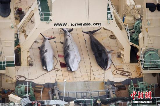资料图：反捕鲸团体公开的三条死亡小须鲸在其中一艘日本船只的甲板上的照片。