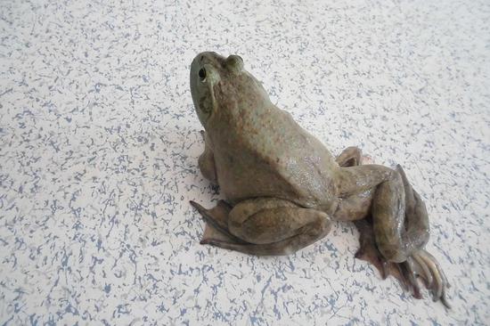 牛蛙。图/视觉中国