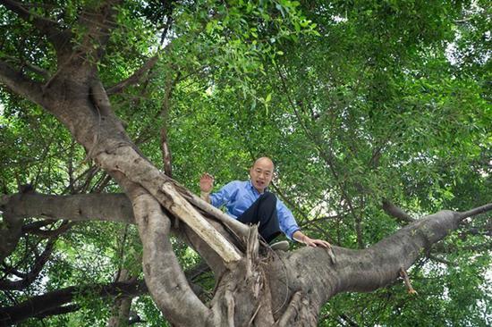 高雄市长韩国瑜日前为了视察喷药防疫工作，攀上近2层楼高的大树，查看树洞积水状况，遭外界批评作秀。（图片来源：台湾“中时电子报”）