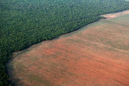 2015年10月4日在巴西马托格罗索州拍摄的亚马孙雨林（左）和被砍伐后准备种大豆的土地（右）。 路透社