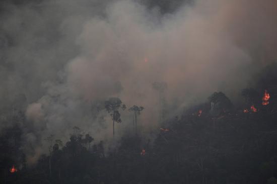 亚马孙大火背后：雨林跨9国 存活地球1/10物种