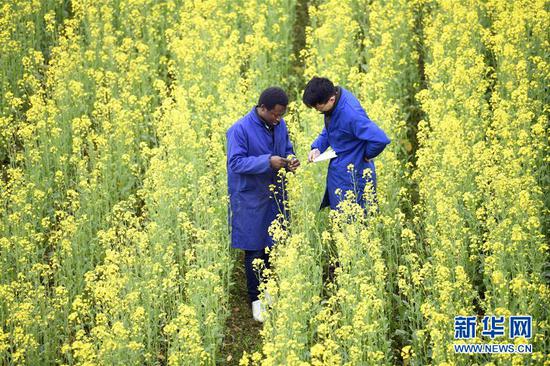  在湖南农业大学油菜机械起垄栽培试验田里，喀麦隆小伙楚柯（左）和同学一起记录油菜生长状况（3月14日摄）。新华社记者 李尕 摄