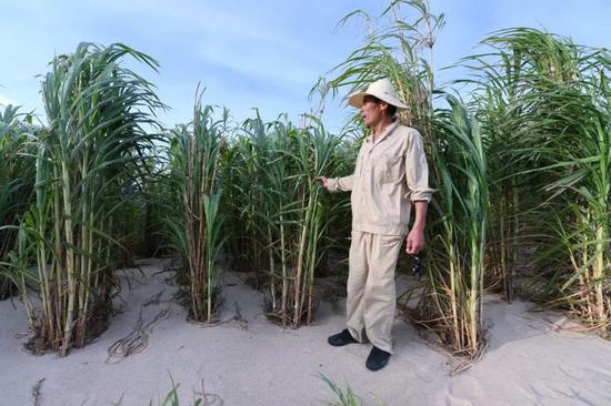 2019年7月25日，一位工作人员在福建省平潭综合实验区一处沙滩的菌草林中介绍用菌草技术治理风沙的情况。 新华社记者林善传摄