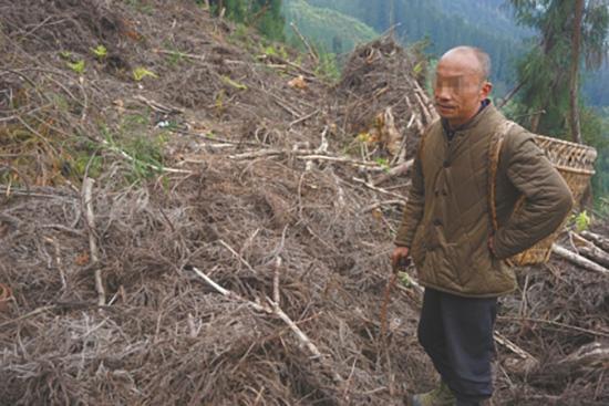 11名村民滥伐自家责任山林木获刑 还需补种复绿