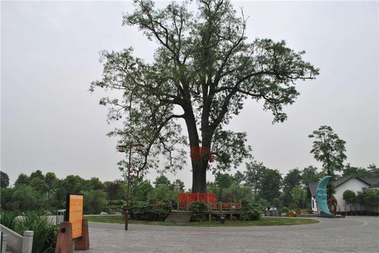 千年红豆树（图据什邡市委宣传部）