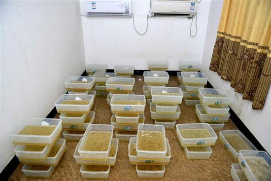 广东警方在博社村缴获制作中的毒品,花样繁多的化合类新型毒品,已和人们原先对海洛因等传统毒品的认知相去甚远。图片来源:新华社