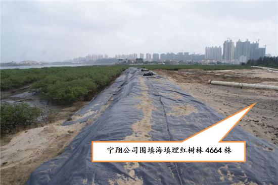 海南宁翔实业有限公司围填海填埋红树林。图片来源：生态环境部
