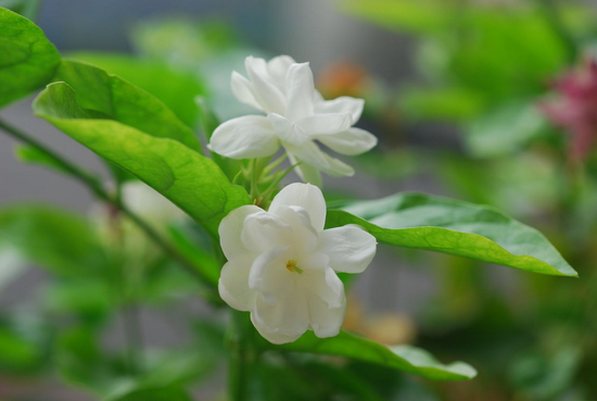 茉莉花茶被称为花茶之珍品