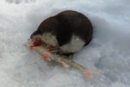 视频|可爱水鼩冰面觅食 调皮“钻箱”终获投喂