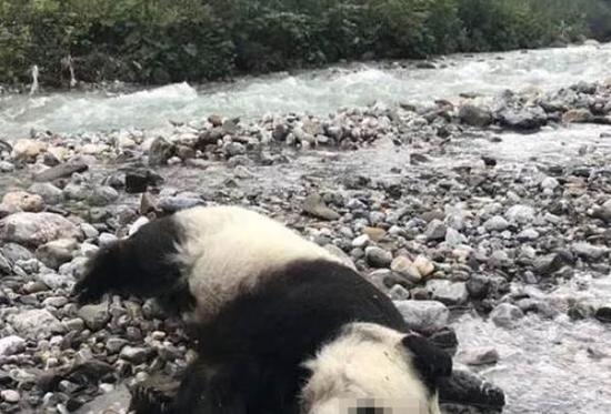 四川黑水河自然保护区发现的死亡野生大熊猫。