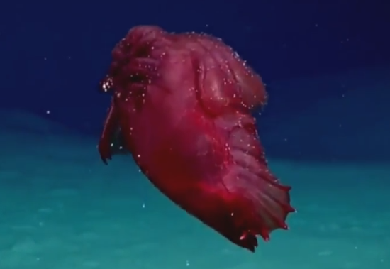 视频：南冰洋首次捕捉到“梦海鼠”影像