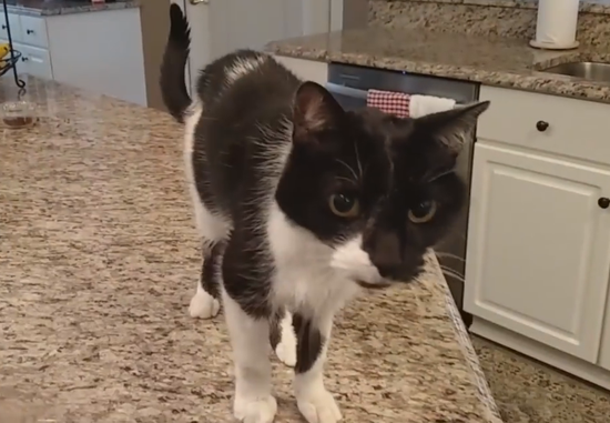视频：猫咪患喉肌麻痹 手术后叫声低沉似大叔