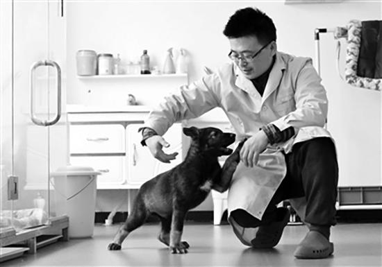 两个月大的克隆警犬“昆勋”与实验工作人员嬉闹。科技日报 图