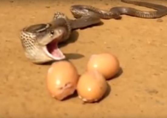 视频：“贪吃蛇”钻入鸡舍偷吃被发现 连吐7颗鸡蛋