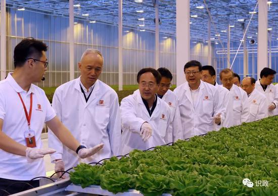 察看极星农业科技园生菜种植
