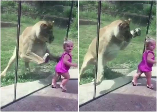 视频|动物园狮子隔着玻璃猛扑 小女孩吓哭崩溃