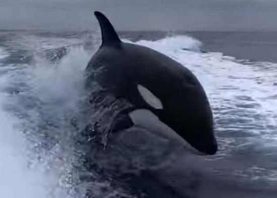 视频：恐怖！捕鱼船被3头虎鲸追击 渔民惊慌尖叫